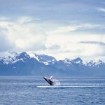 See Alaska through the Eyes of Holland America!
