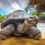 Galápagos Islands Expeditions: Comparing Cruise Lines