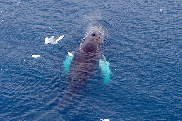 Humpback whale, Wilhelmina Bay