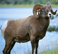 Celebrity Cruises Alaska on Cruise Line Celebrity Cruises Cruise Ship S Celebrity Century