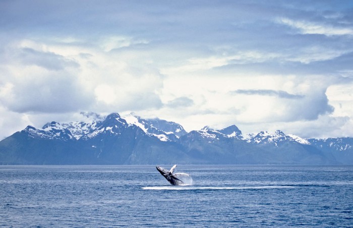 Alaska humpack whale