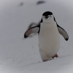 Penguins Greet Guests On Half Moon Island: Exploring Antarctica On Seabourn Quest