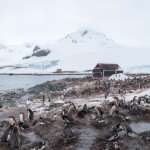 Penguin Video: Hear Their Voices, Watch Them Waddle, As Seabourn Quest Takes Us Deeper Into Antarctica