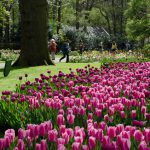 Who Should Book A Tulip Time River Cruise & When To Go?