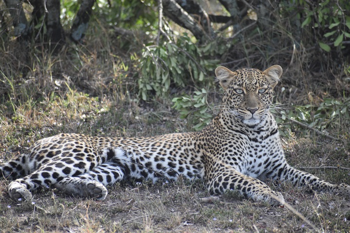 leopard staring at camera