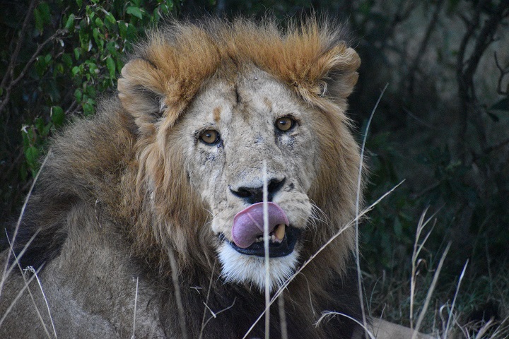 Close up of lion's face