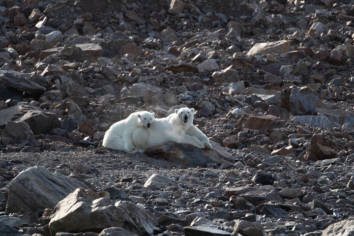 polar bears