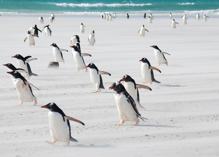 gentoo penguins in motion