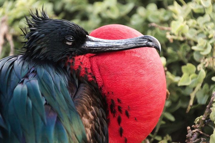 frigate bird with bright red colors displaying