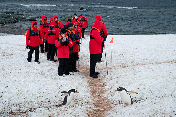 Yield to Gentoo penguins at Mikkelson Harbour