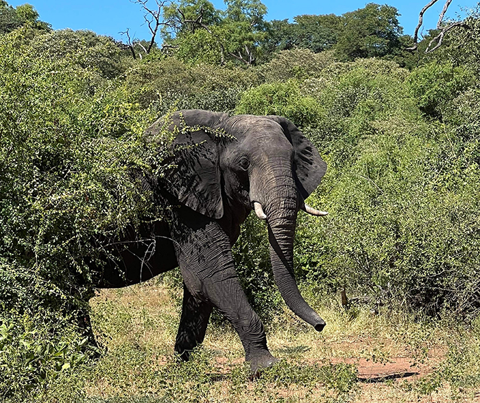 African Safari Elephant 